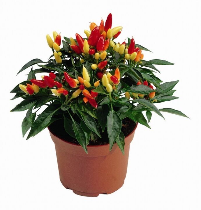 capsicum capsicum HondroFrost nuo poliartrito